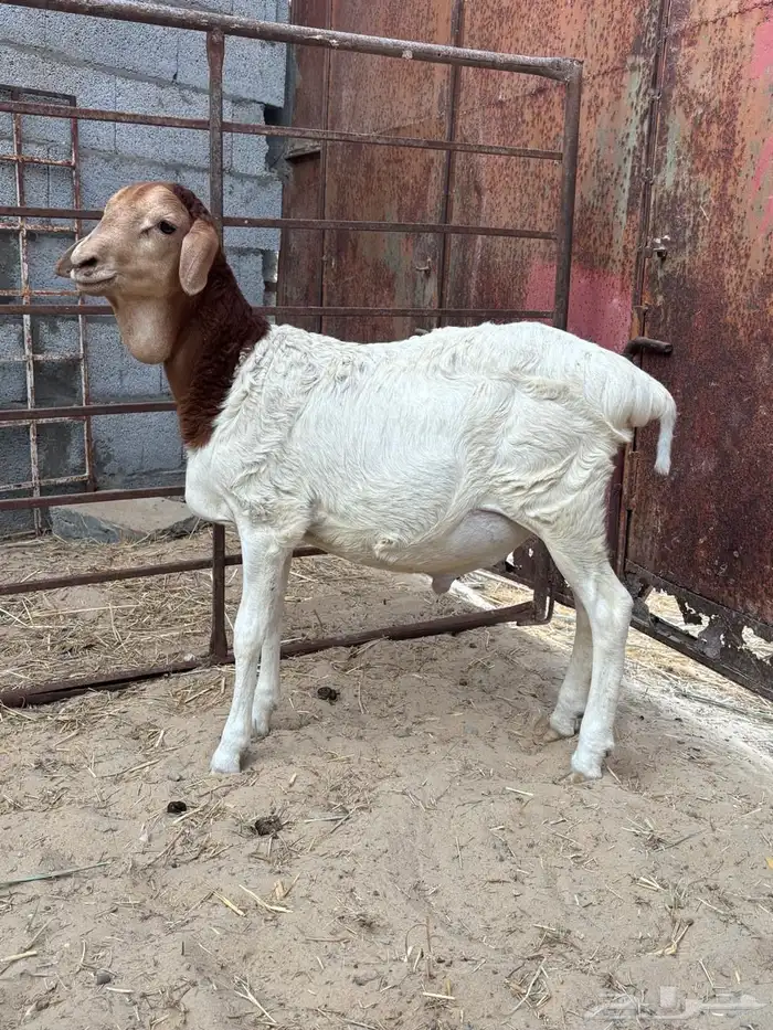 خرفان بربري 6