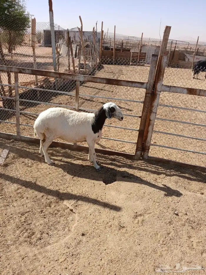 عرضين نعيميه متبع وحريه حايل 16