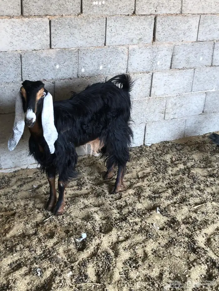 معزا جذعه وثنيه 1