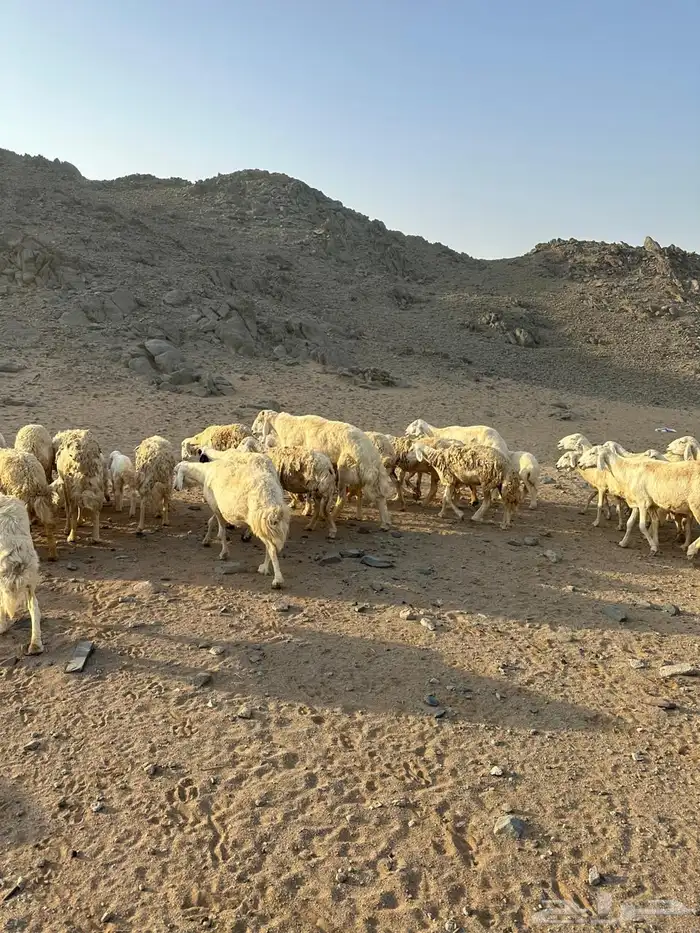 غنم مقاني للبيع 7