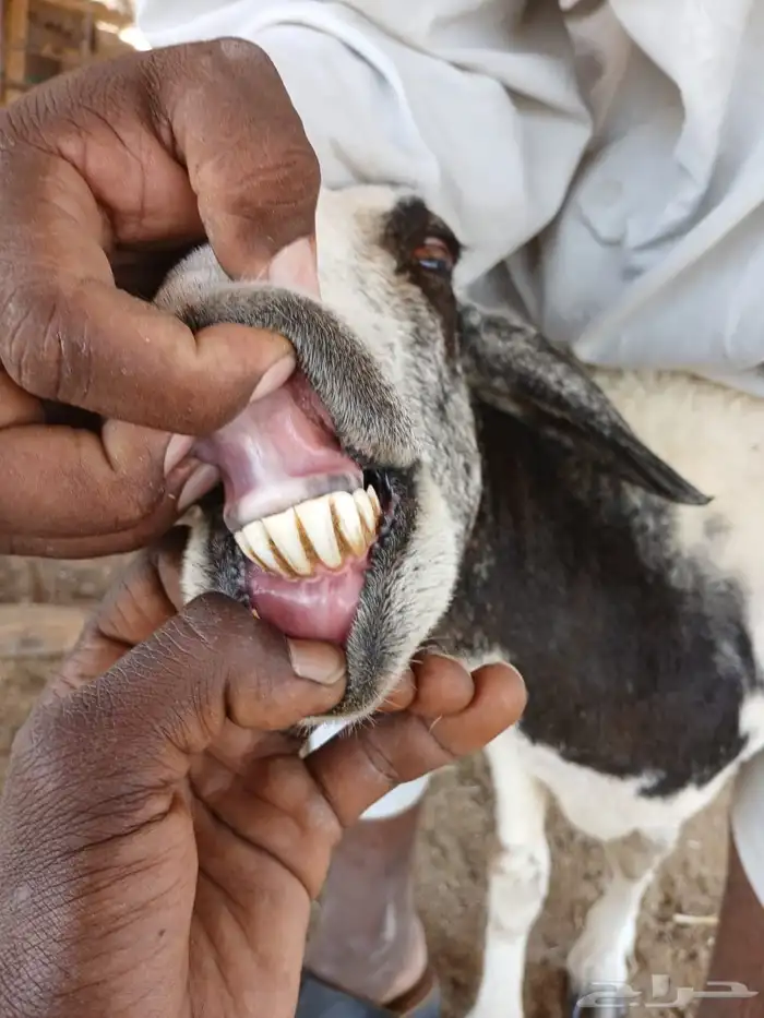 عرضين نعيميه متبع وحريه حايل 23