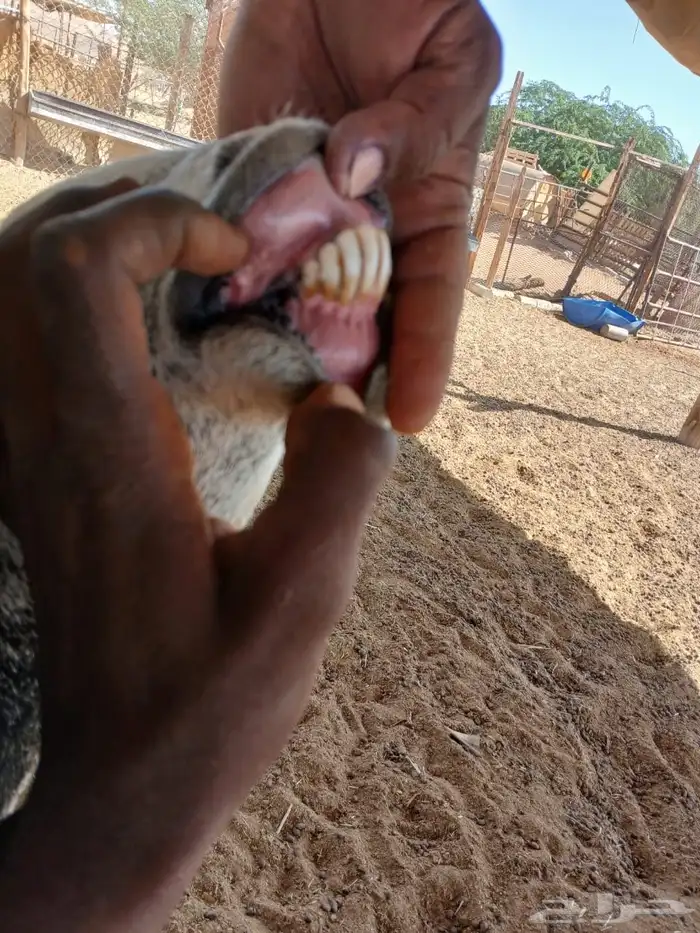 عرضين نعيميه متبع وحريه حايل 22