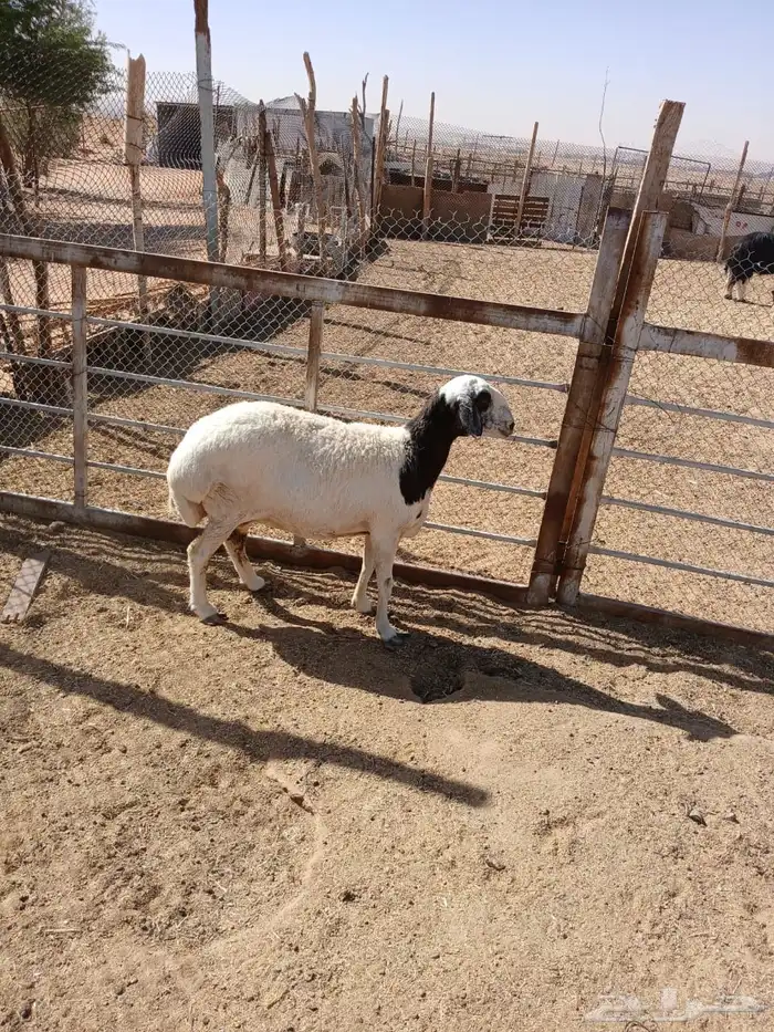 عرضين نعيميه متبع وحريه حايل 14