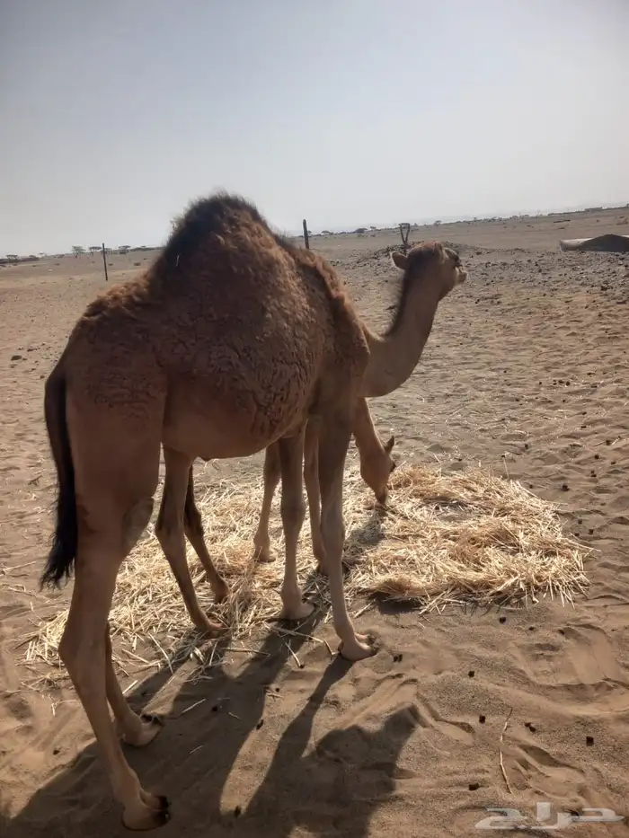 بكره مفروده للبيع 0