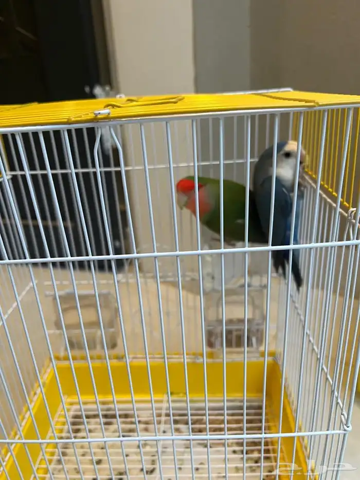 عصافير روز 0
