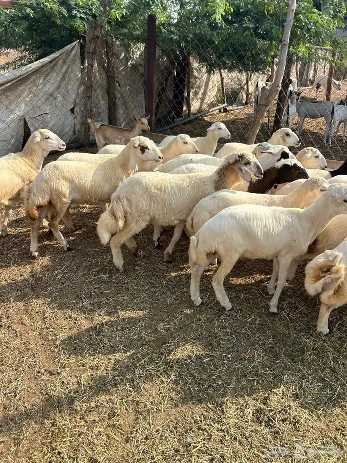 رخال بلدي العدد 60 0