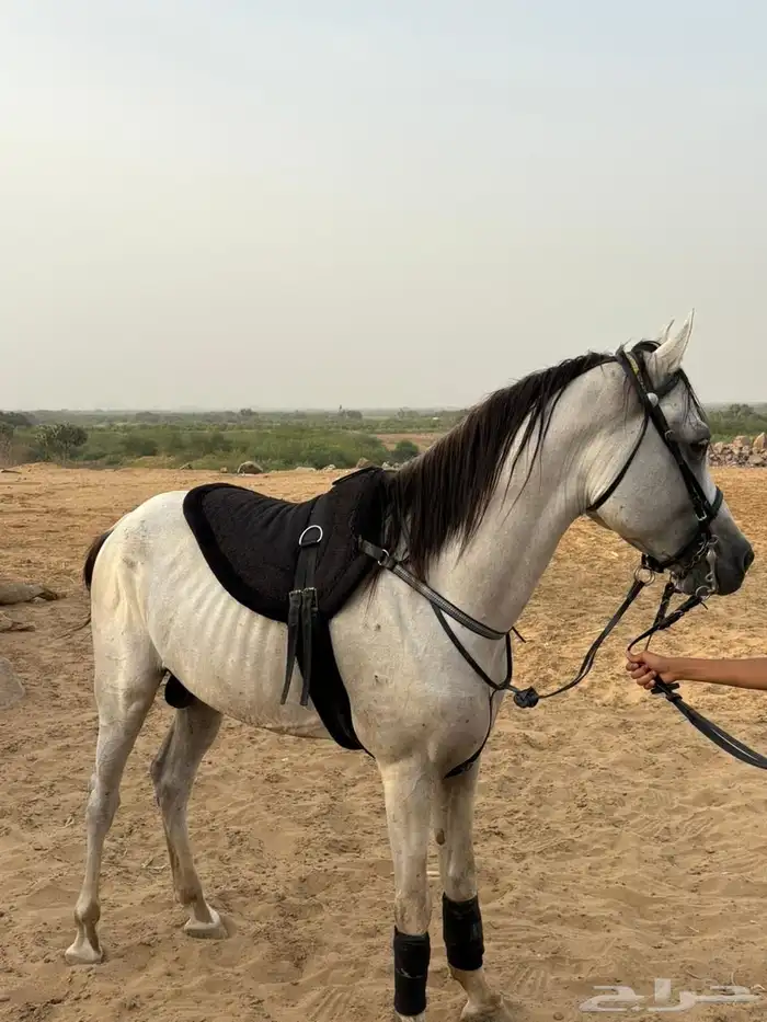 خيل جزيري 2