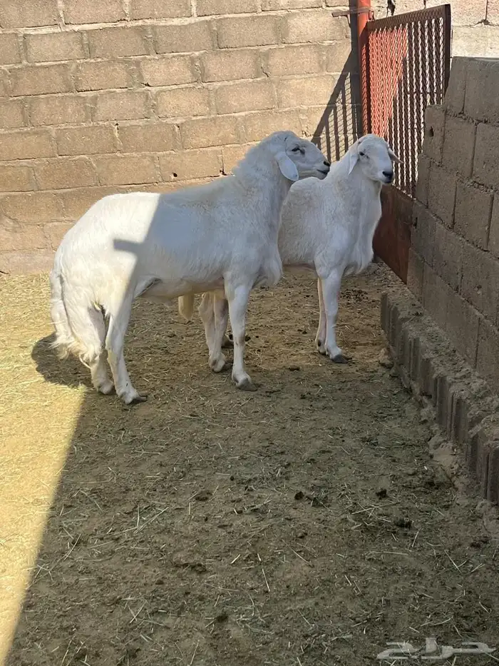 خرفان ورخال وادي بن هشبل   صاحب الحلال 5