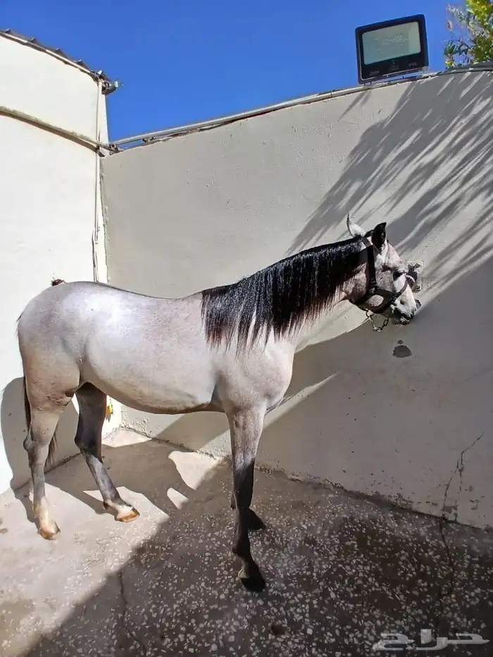 مهر جزيري واهو شرط السلامة عمر سنة 0