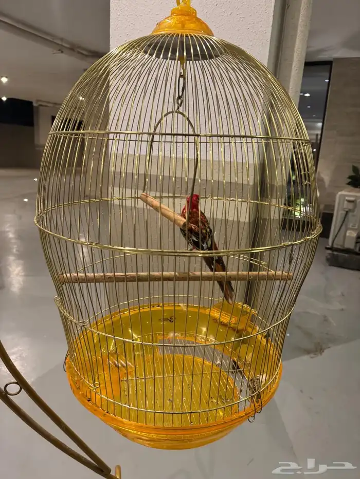 بغبغاء ببغاء للبيع 0