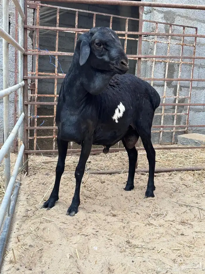 خرفان بربري 5