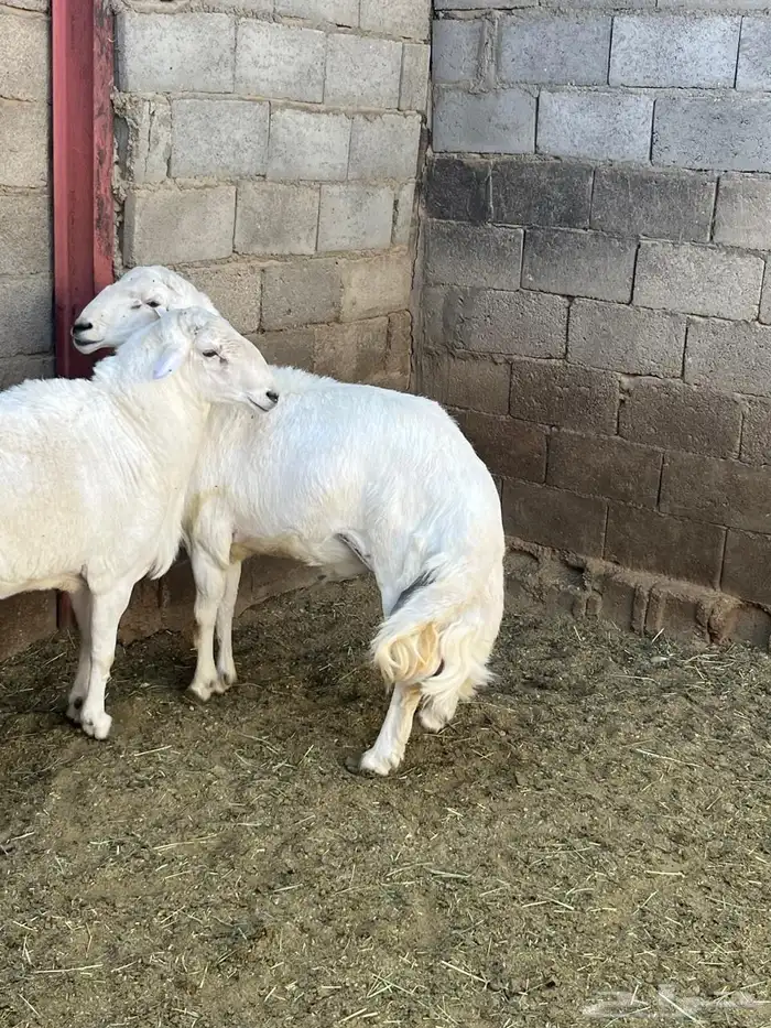 خرفان ورخال وادي بن هشبل   صاحب الحلال 3