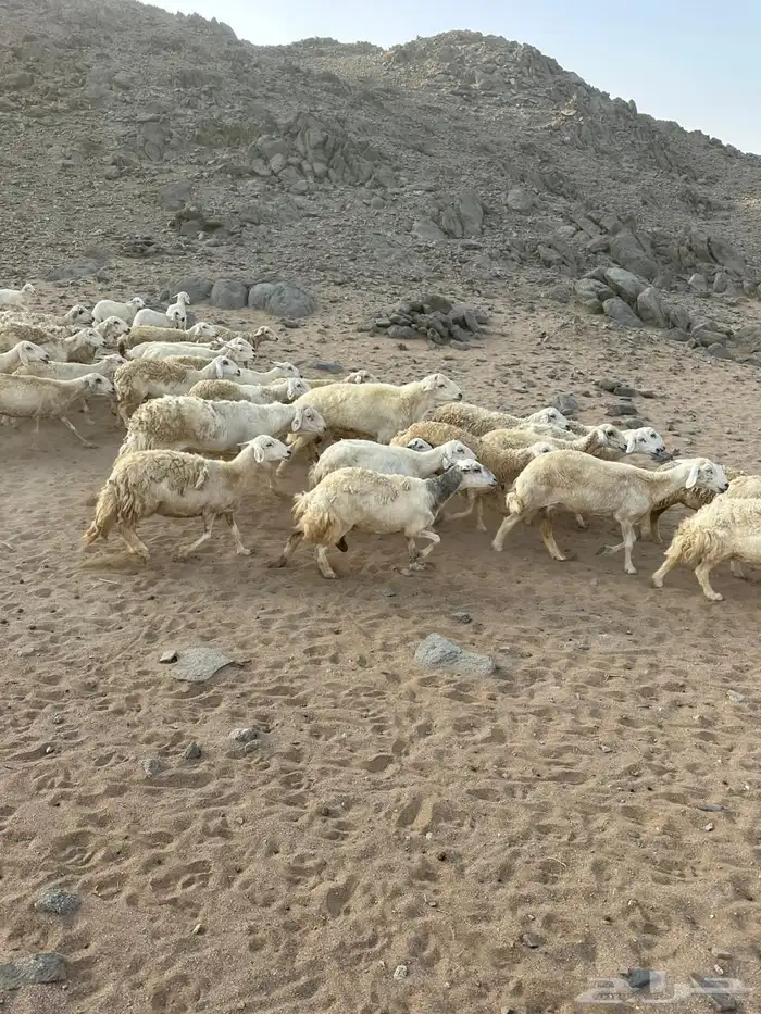 غنم مقاني للبيع 11