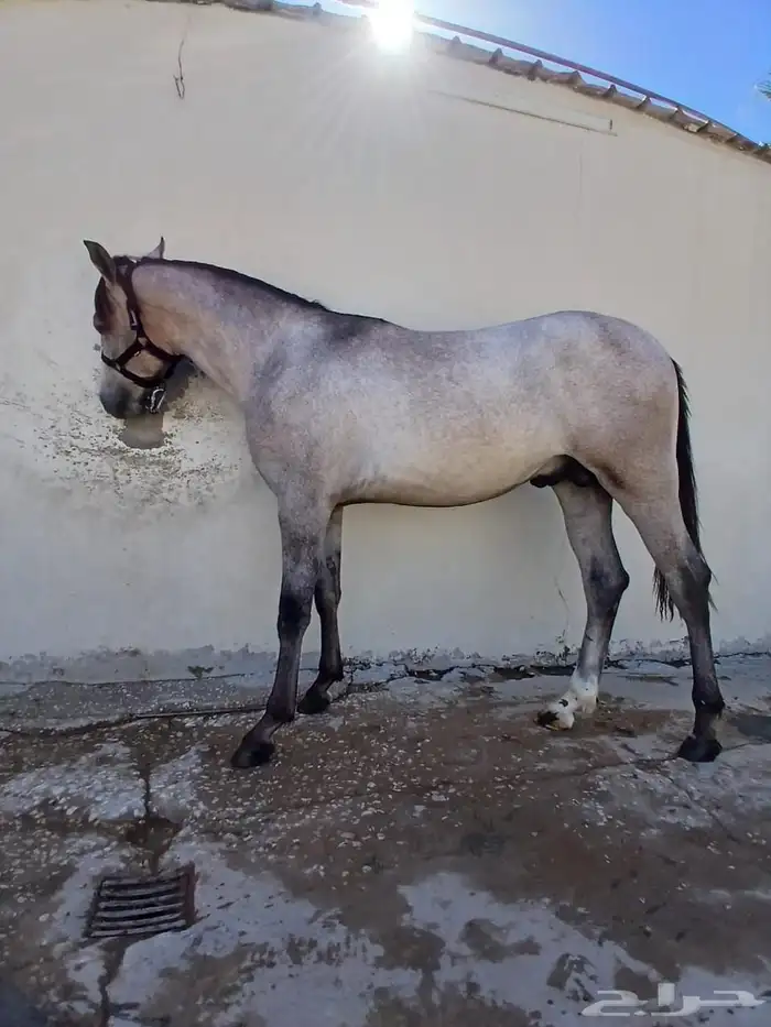 مهر جزيري واهو شرط السلامة عمر سنة 1