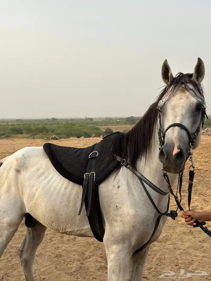 خيل جزيري 0