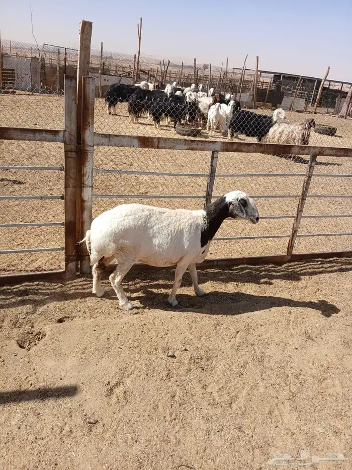 عرضين نعيميه متبع وحريه حايل 17