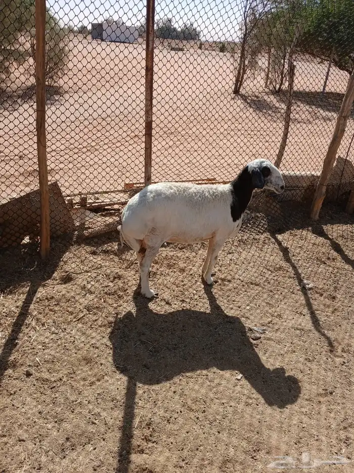 عرضين نعيميه متبع وحريه حايل 15