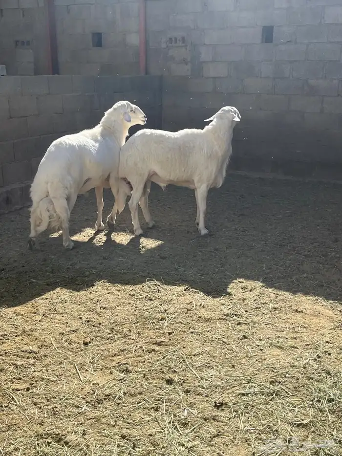 خرفان ورخال وادي بن هشبل   صاحب الحلال 2