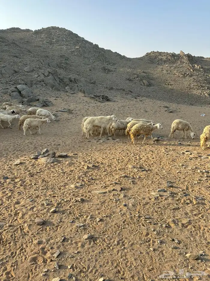 غنم مقاني للبيع 13