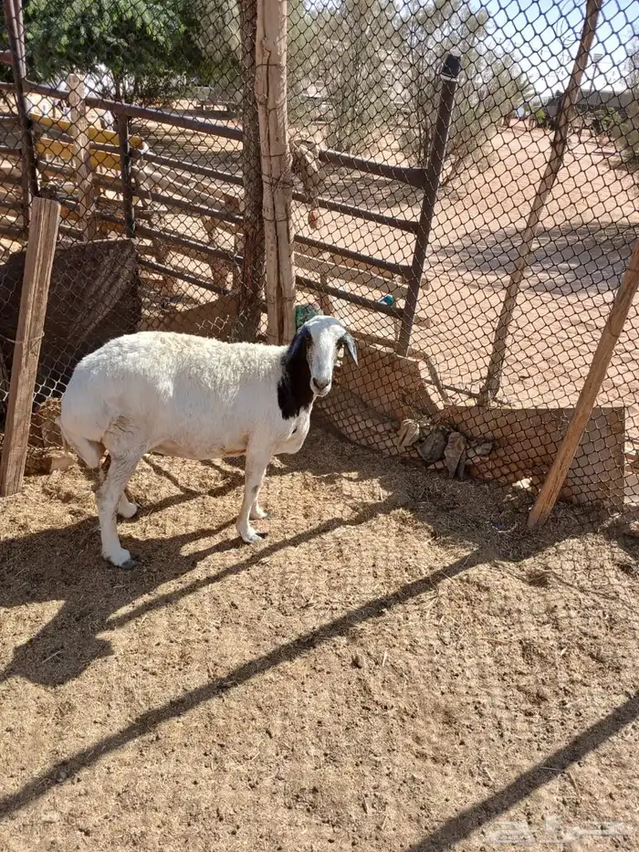 عرضين نعيميه متبع وحريه حايل 13