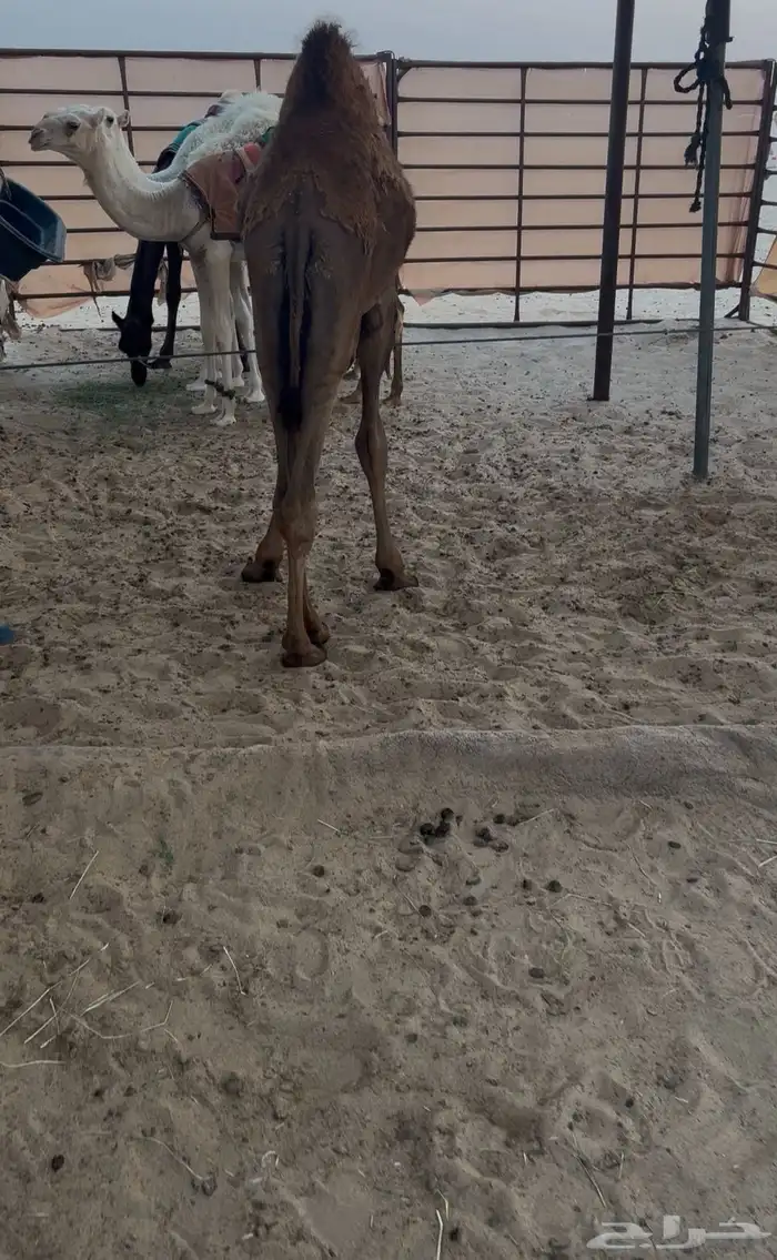 قعود مجهم فل الفل سمين 1
