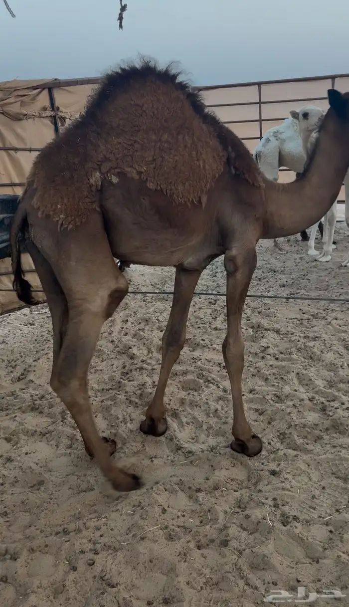 قعود مجهم فل الفل سمين 2