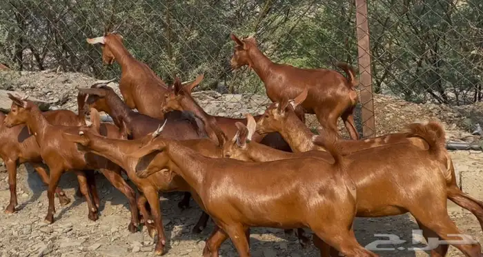 جفار دهم صنف ماشاء الله تم البيييع 4