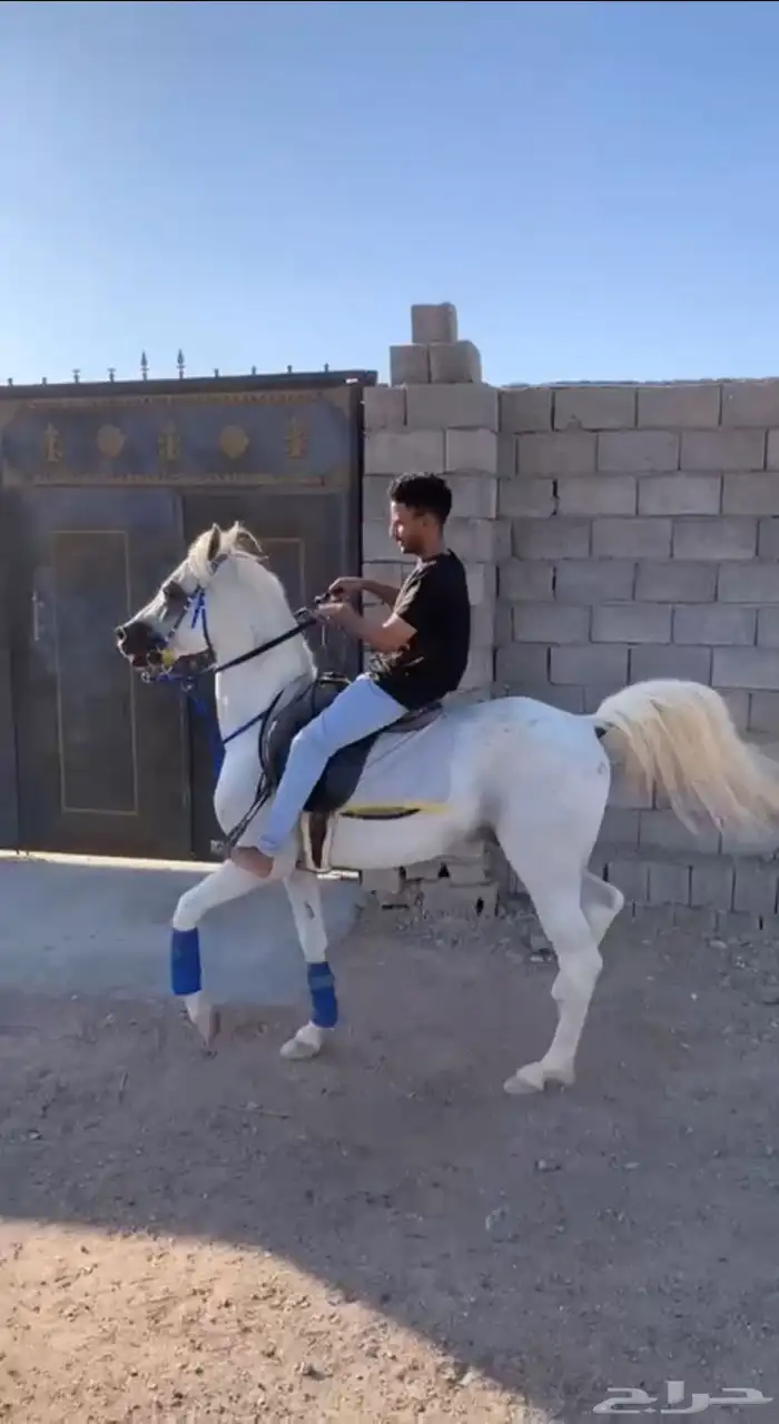 حصان عربي شعبي طرب الطرب 7