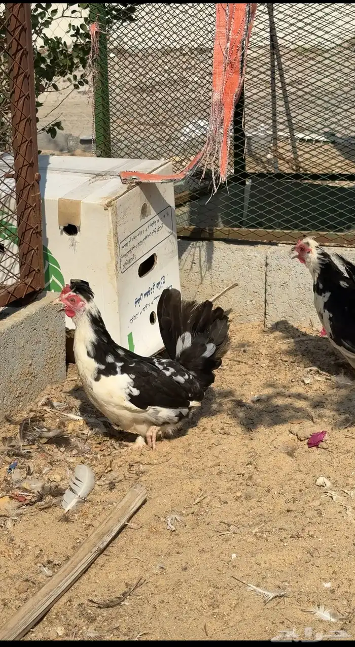 دجاج حباحب بطاريق مستوى فاخر 0