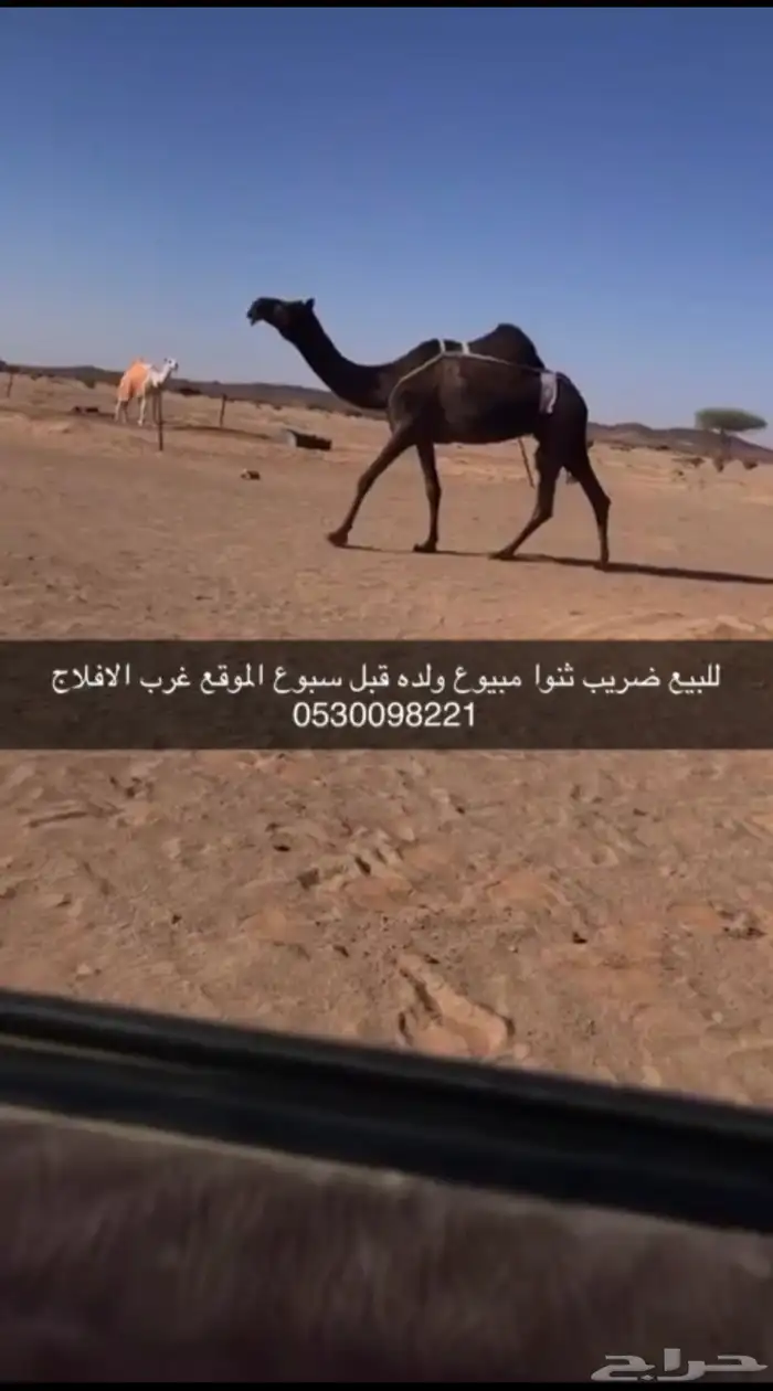 جنوب برودان 1