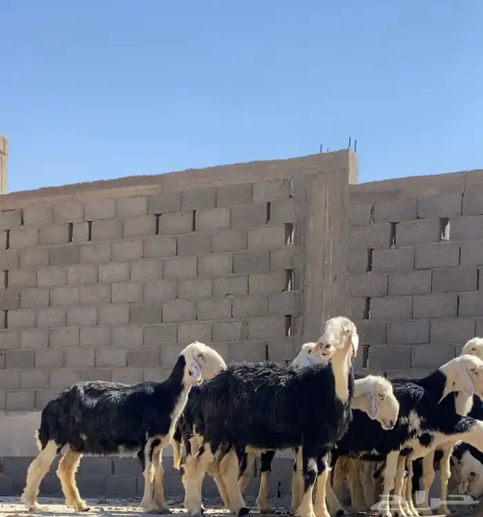 مراح شياه نجد دفيع بفحلها 0