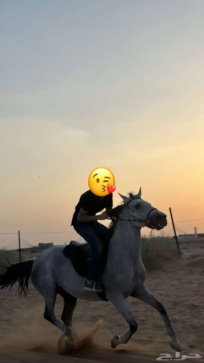 خيل شعبي 0