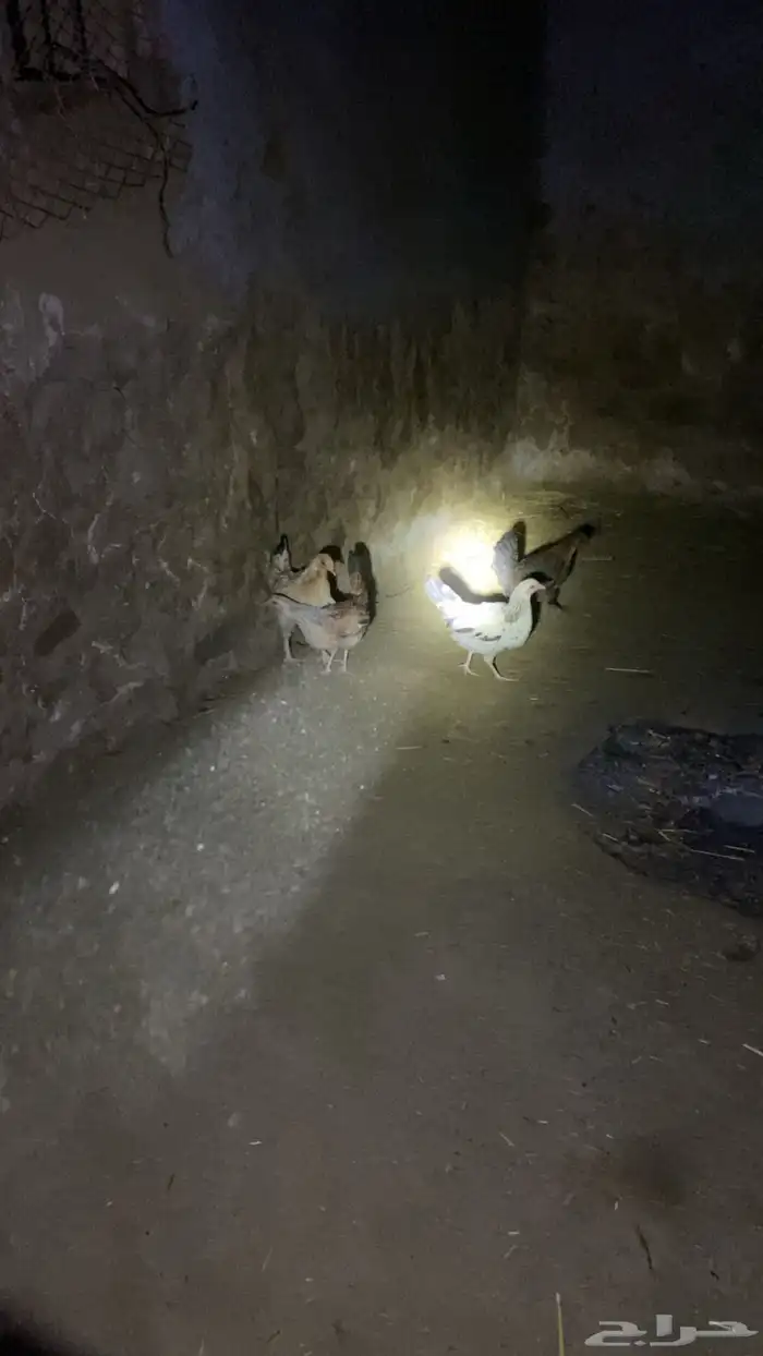 دجاج 7