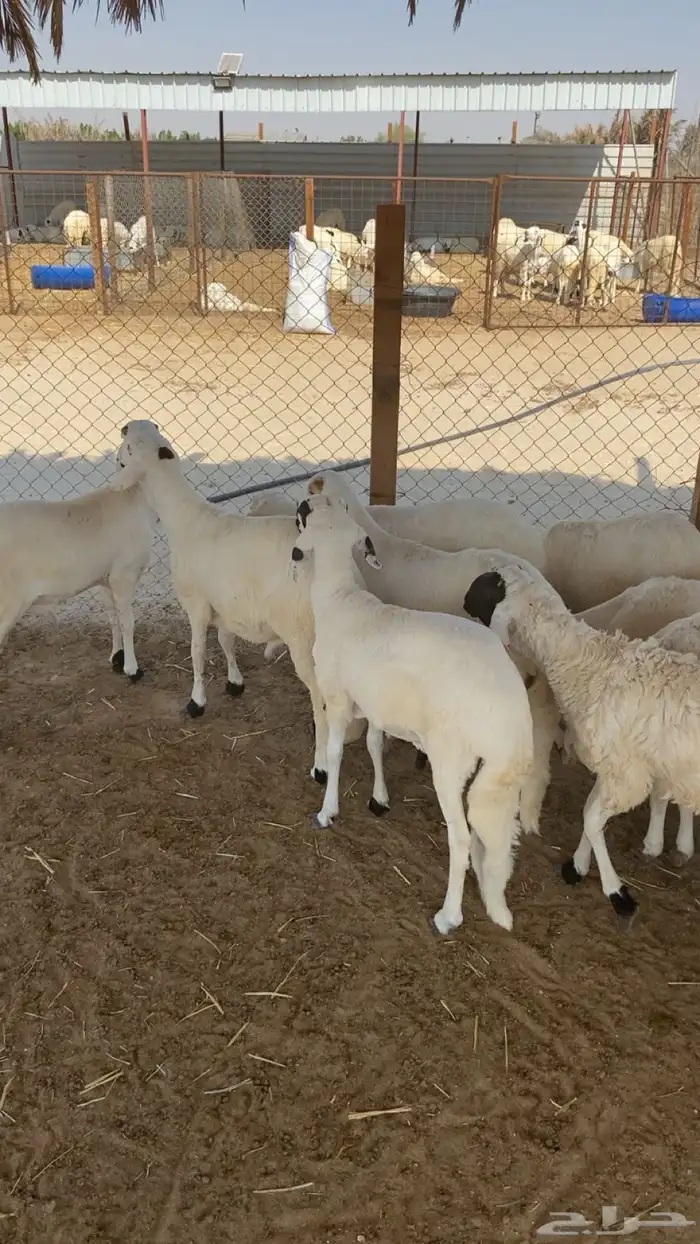 سواكن مرابي خمس شهور فل شحم للثلاجه رقم 1 0