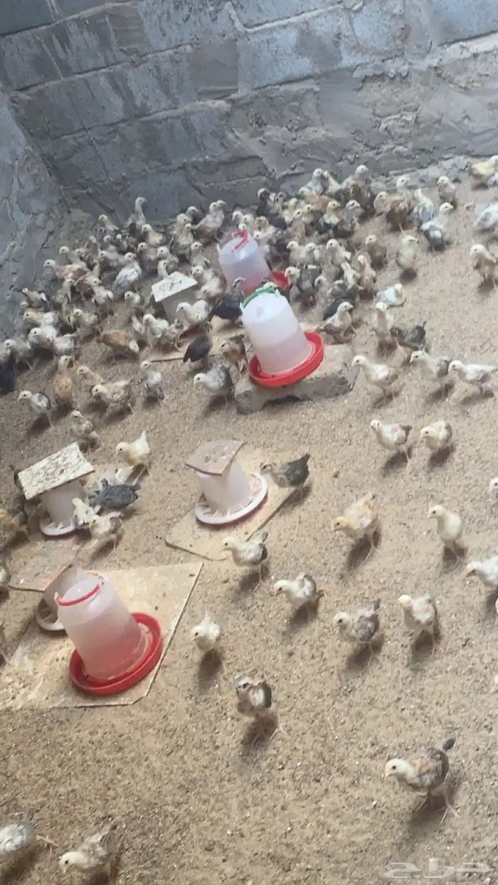 صوص دجاج بلدي فواتح 0