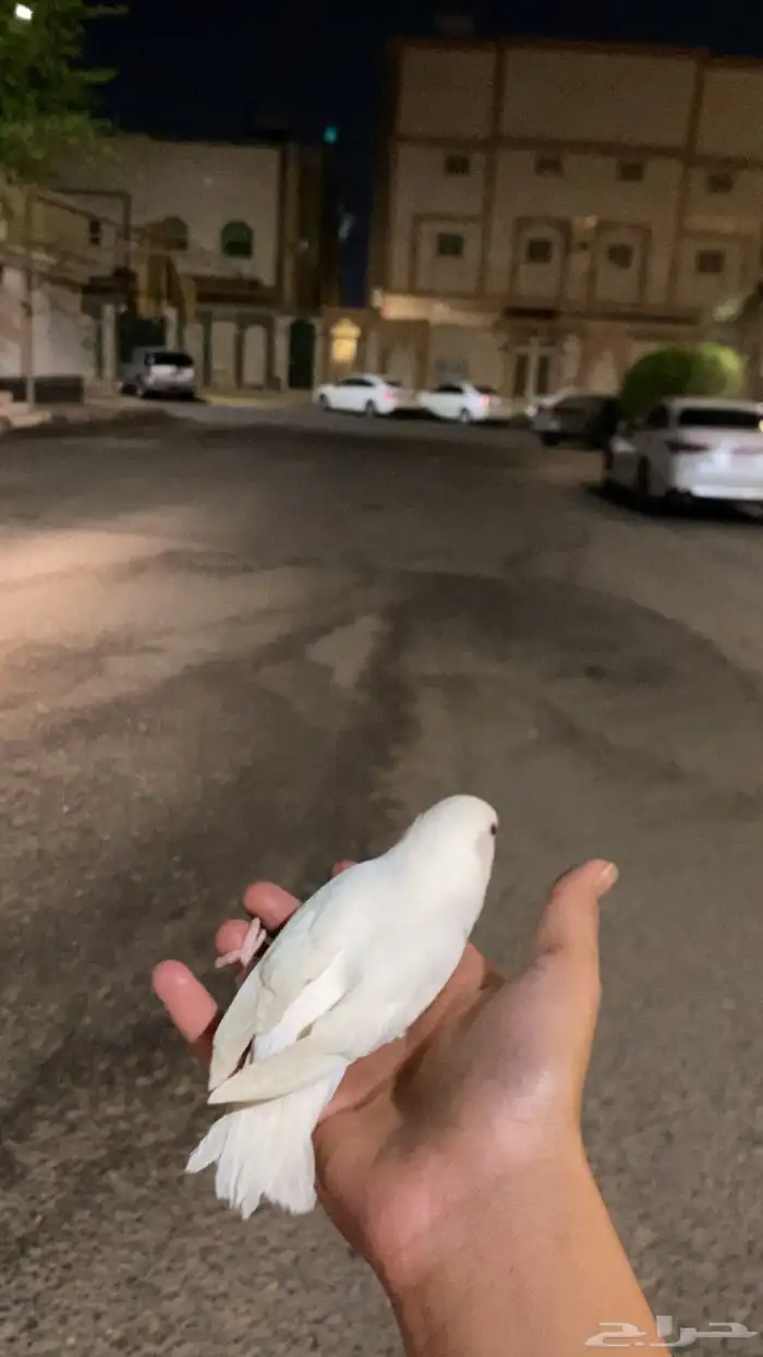طير روز البينو انثه 0