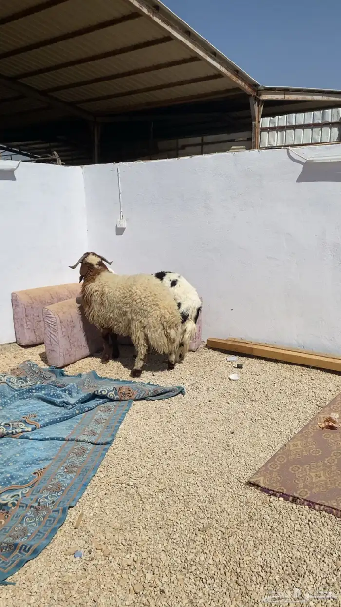 طليان طيبه. 1