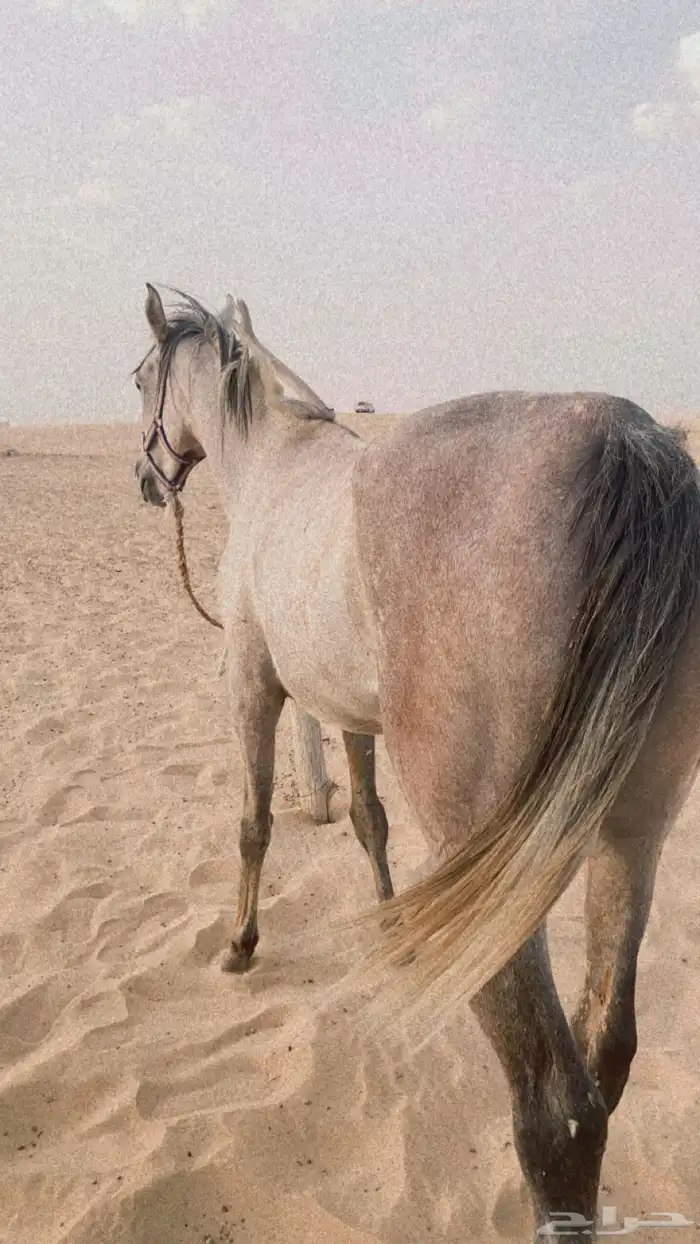 فرس شعبيه كفو 2