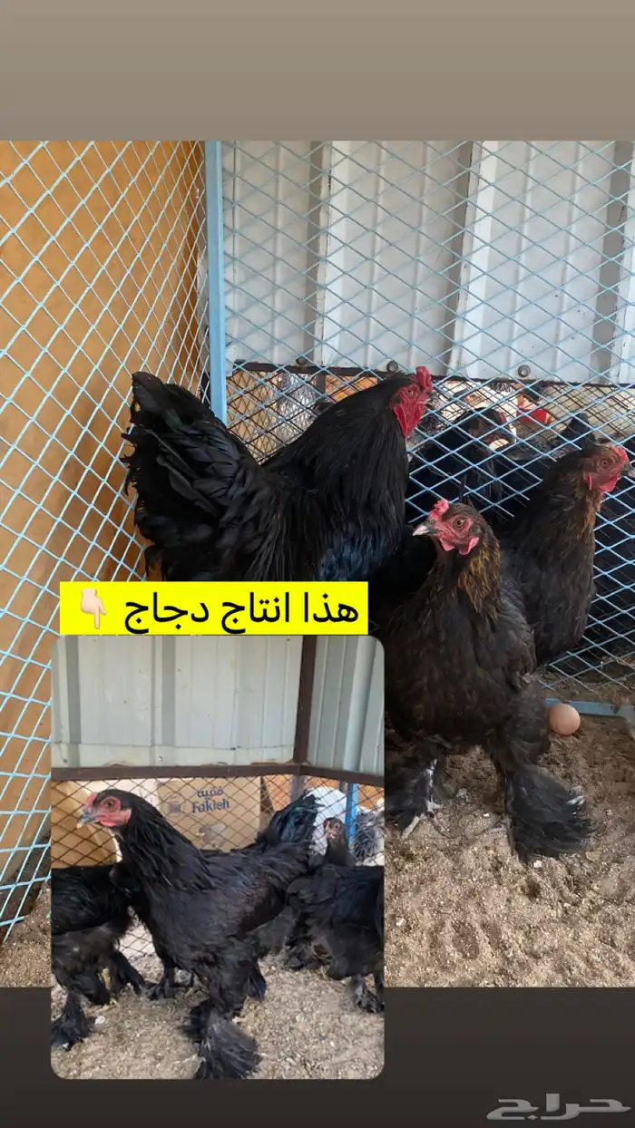 دجاج براهما بياض شرط 4