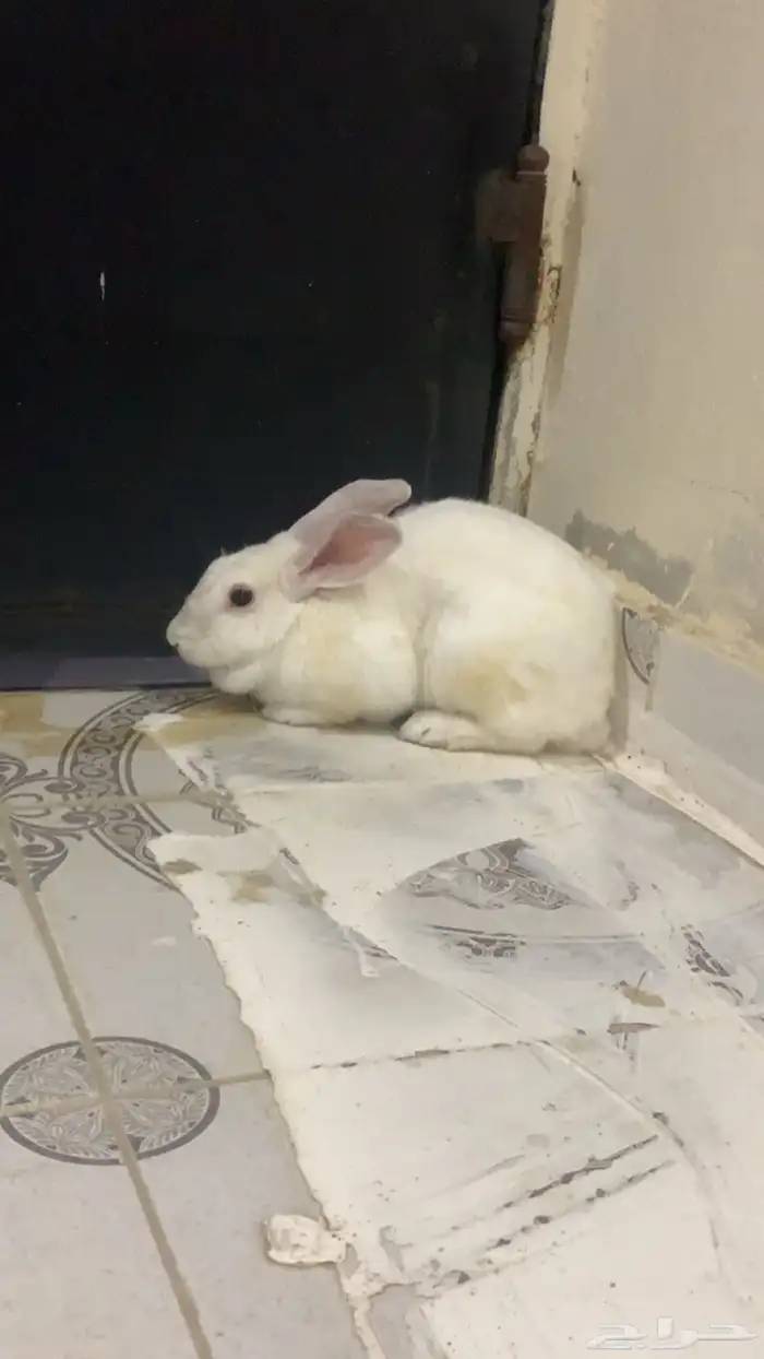 أرنب للبيع 1
