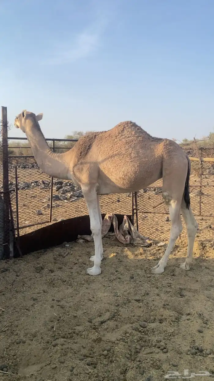 بكره حمراء لقيه 0