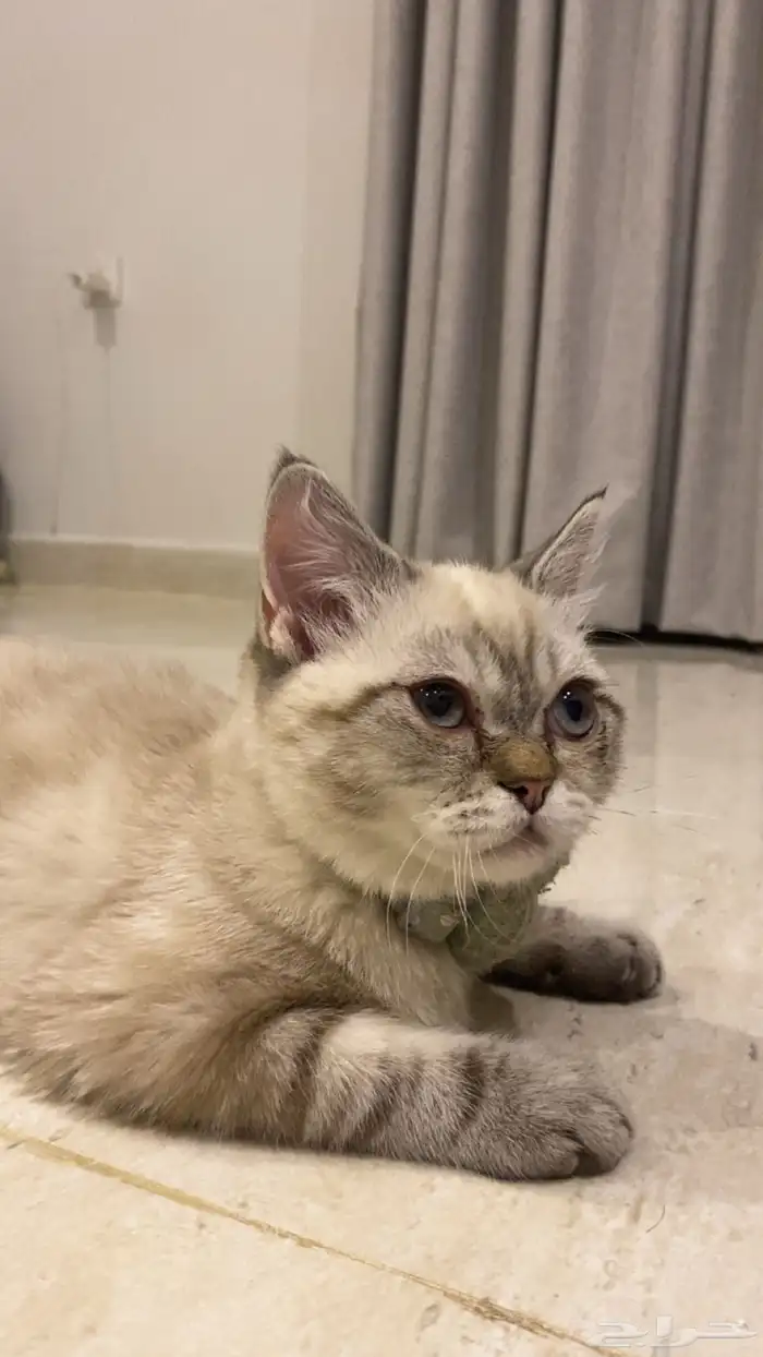 قط للأزواج الأم شيرازي ولاب هملايا 0