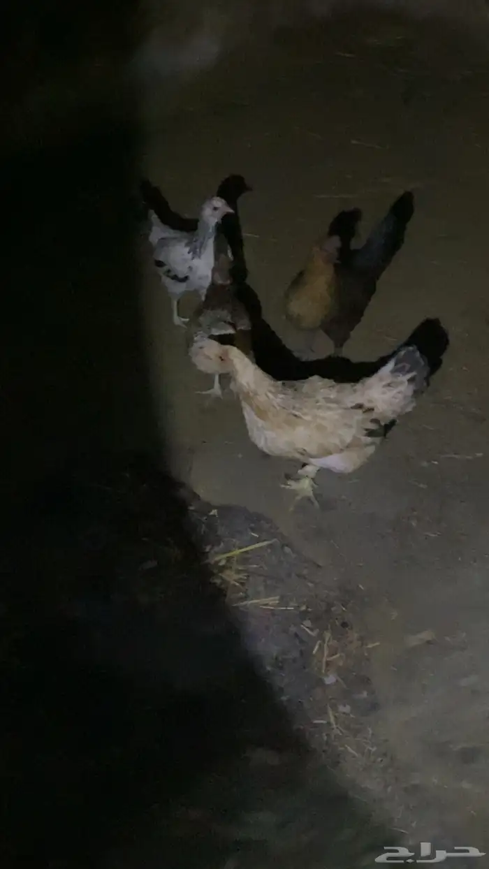 دجاج 5