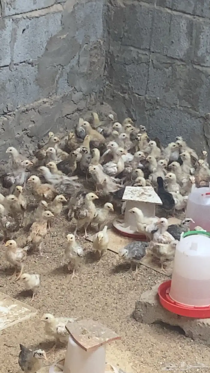 صوص دجاج بلدي فواتح 2