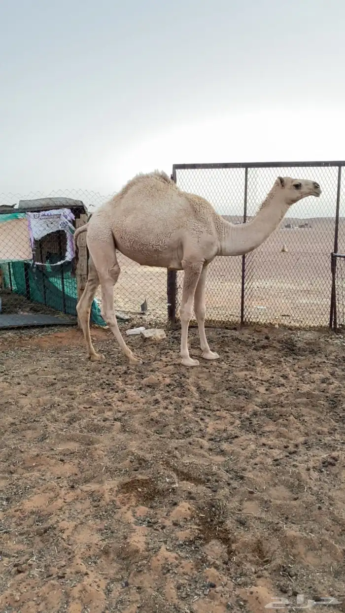 مفروده بريه طيبه بالحيل ماشالله الموقع مرات 0