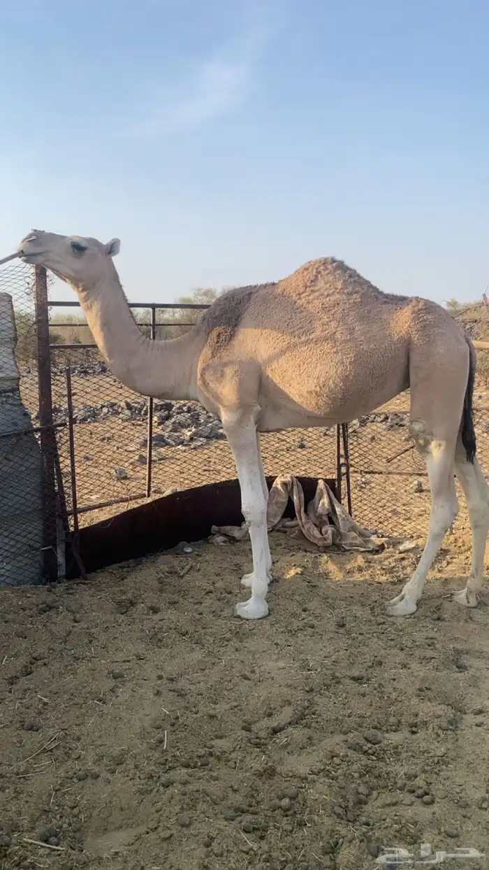 بكره حمراء لقيه 1