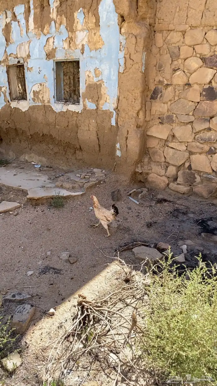 دجاج 1