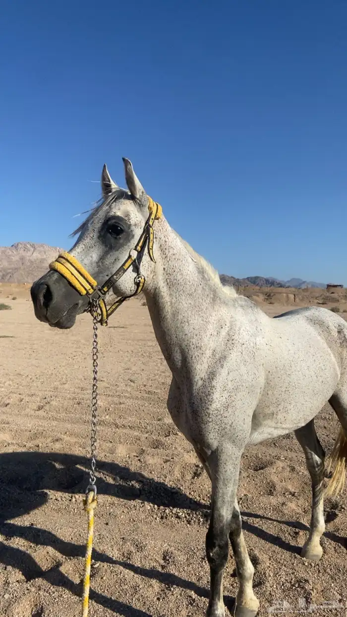 للبيع إحصان شعبي الموقع البدع 0