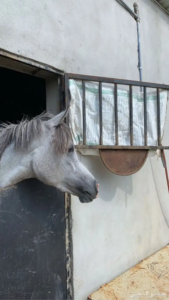خيل عربي شعبي 1