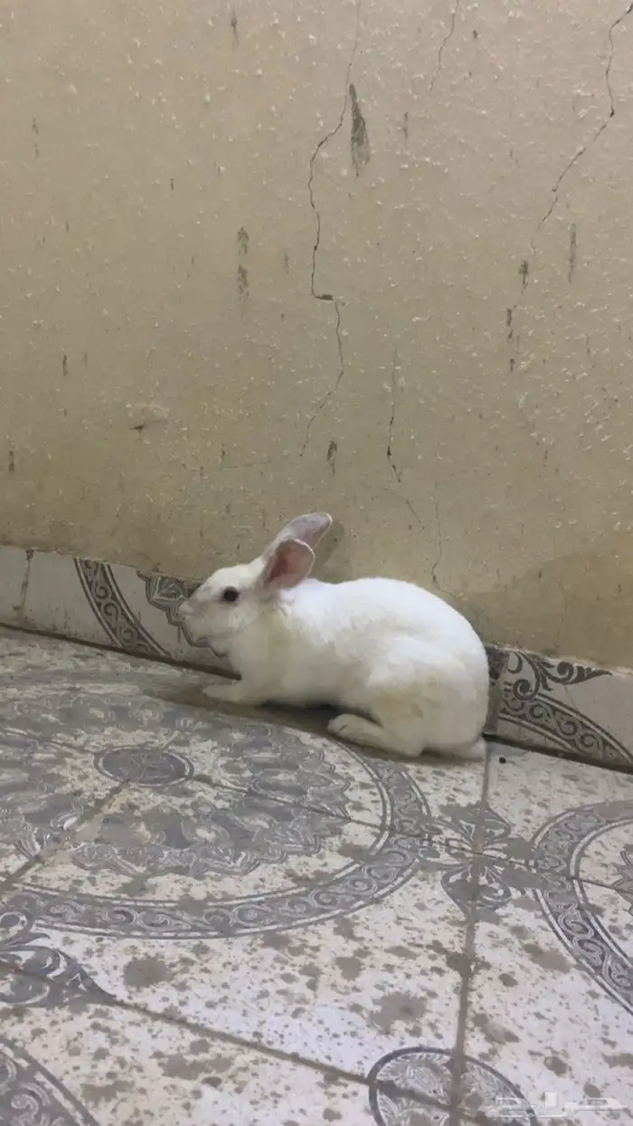 أرنب للبيع 0